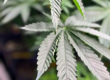 Alabama commission approves licenses for medical marijuana dispensaries as program eyes 2026 start