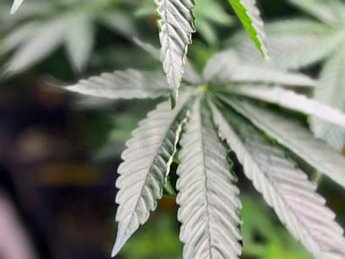 Alabama commission approves licenses for medical marijuana dispensaries as program eyes 2026 start