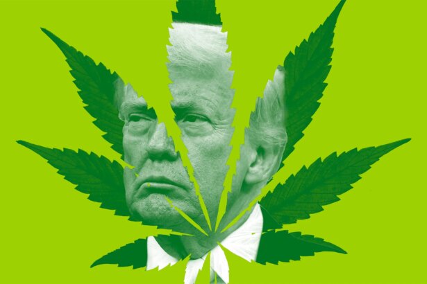 Cannabis Businesses Just Got Their Biggest Federal Win From Trump