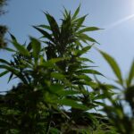 Cannabis reclassification could finally end the industry’s financial exile