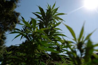 Cannabis reclassification could finally end the industry’s financial exile