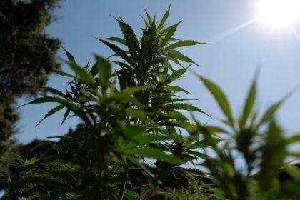 Cannabis reclassification could finally end the industry’s financial exile