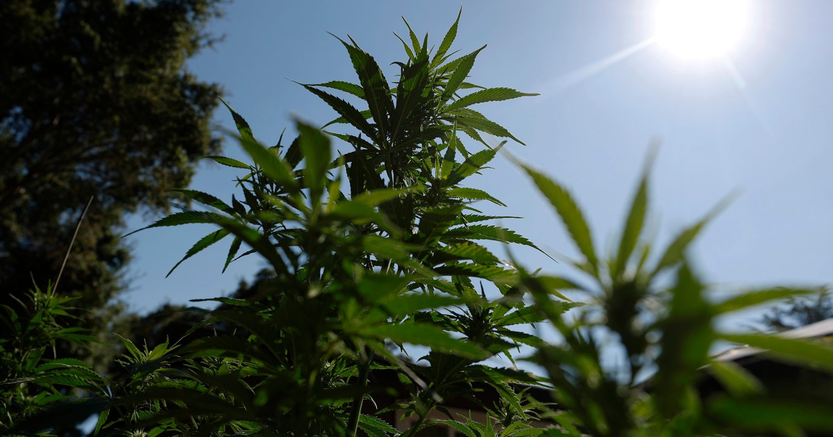 Cannabis reclassification could finally end the industry’s financial exile