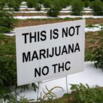 Hemp and marijuana are the same species. So why all the different laws?