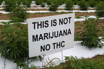 Hemp and marijuana are the same species. So why all the different laws?