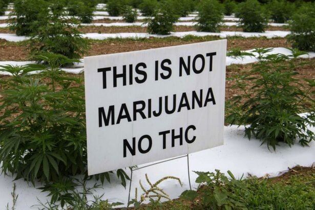 Hemp and marijuana are the same species. So why all the different laws?