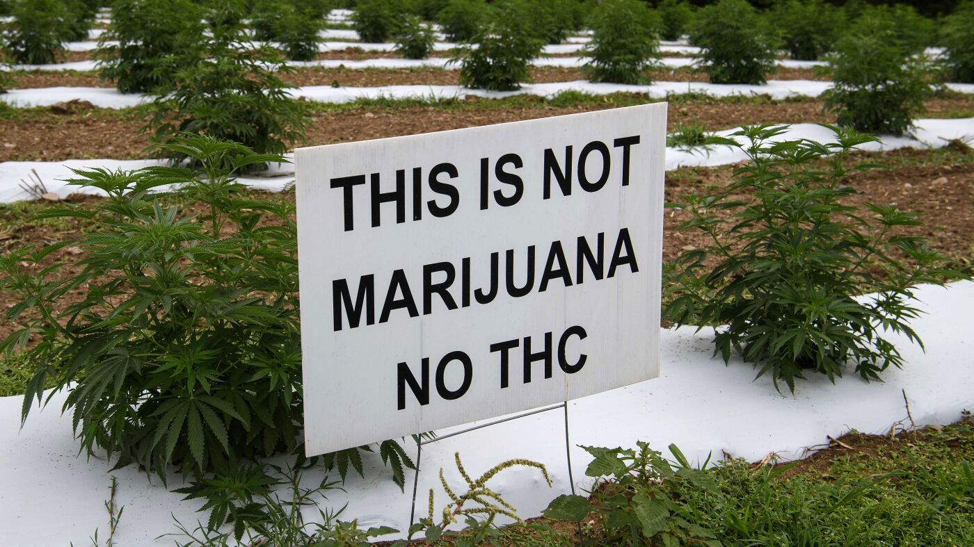 Hemp and marijuana are the same species. So why all the different laws?