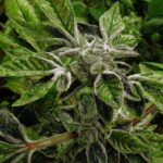 Trump reclassifies state-licensed medical marijuana in historic shift