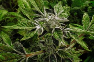Trump reclassifies state-licensed medical marijuana in historic shift