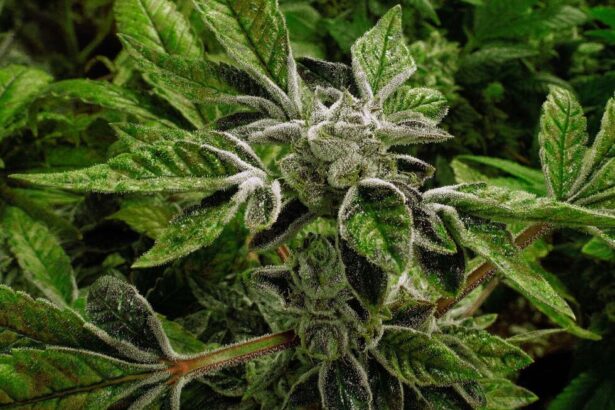 Trump reclassifies state-licensed medical marijuana in historic shift