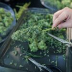 Major cannabis cultivation supply chain provider closes 12 stores