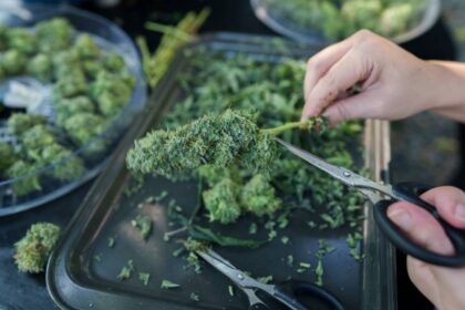 Major cannabis cultivation supply chain provider closes 12 stores