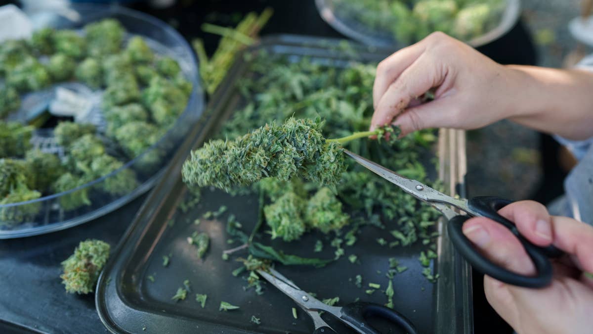 Major cannabis cultivation supply chain provider closes 12 stores