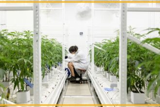 ‘Rescheduling’ cannabis would ease restrictions on science, opening the door to the largest investment in cannabis research we’ve seen to date