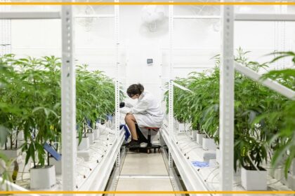 ‘Rescheduling’ cannabis would ease restrictions on science, opening the door to the largest investment in cannabis research we’ve seen to date