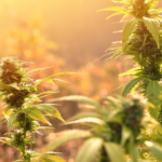Frequent Cannabis Use Linked to Higher Morning Stress Hormone Levels