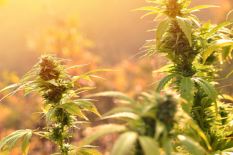 Frequent Cannabis Use Linked to Higher Morning Stress Hormone Levels