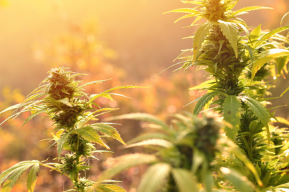 Frequent Cannabis Use Linked to Higher Morning Stress Hormone Levels