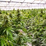 Cannabis Use May Increase Fall Risk in Adults With HIV