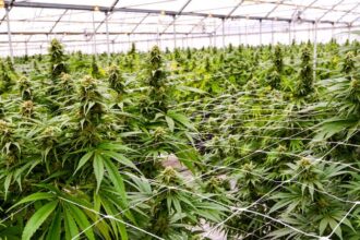 Cannabis Use May Increase Fall Risk in Adults With HIV