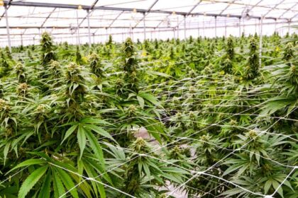 Cannabis Use May Increase Fall Risk in Adults With HIV