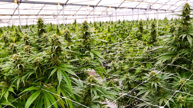 Cannabis Use May Increase Fall Risk in Adults With HIV