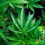 One in nine older adults who use cannabis may meet criteria for cannabis use disorder
